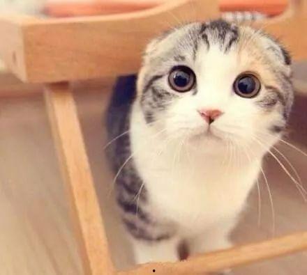 娱乐吃瓜君折耳猫,折耳猫的神秘魅力与争议  第2张